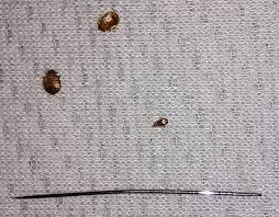 Three Bed Bugs Near A Pin Bed Bug Bites Bed Bugs Bugs