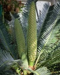 Image result for Encephalartos munchii