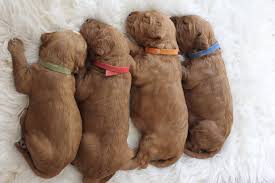 The combination of the gentle golden retriever and the highly intelligent poodle make a wonderful companion. Only 4 Goldendoodle Puppies Left Delaware Oh Goldendoodle Puppies