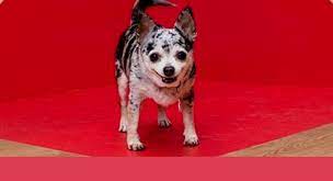 This is a list of individual famous actual dogs; Alex T Author At Dog Name Hero Page 2 Of 4