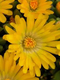 Delosperma (ice plant as they are commonly known) are an indispensable component of drought tolerant landscapes. 30 Rock Garden Plants That Perform Like Rock Stars