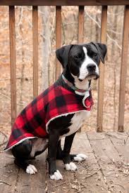 Check out this diy dog dress pattern. How To Sew A Cozy Custom Dog Coat In Less Than An Hour Wholefully