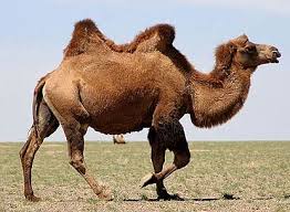It makes it easier to solve. Pin On Animals Domestic Animals