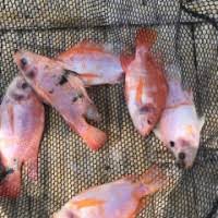 Jual Beli Ikan Nila Merah Super Agromaret
