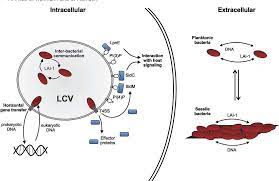 It's caused by the bacterium legionella pneumophila found in both potable and nonpotable water more hospitals are facing the dilemma of legionella outbreaks as they discover the drinking water is. Figure 2 From Legionella Spp Outdoors Colonization Communication And Persistenceemi Semantic Scholar