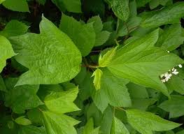 Viburnum opulus 'nanum' (dwarf european cranberry bush). American Cranberry Bush Viburnum Trilobum