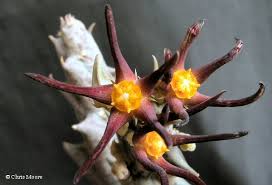 Image result for Orbea lugardii