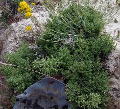 Image result for Galium stenophyllum