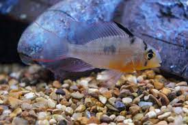 The males have quite a colorful body, while the female is more drab. Bolivian Ram Cichlid Care Tank Mates Diet More