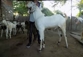 We are cerified for best practice, and our well trained staff ensures giving you healthy, disease free goats. Sojat Goat Rajasthani Sojat à¤¸ à¤°à¤œà¤¤ à¤¬à¤•à¤° à¤¸ à¤œà¤¤ à¤¬à¤•à¤° à¤¸ à¤œà¤¤ à¤— à¤Ÿ Elite Goats Nashik Id 14907108197