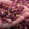 Get the best deals on dried flowers. Https Encrypted Tbn0 Gstatic Com Images Q Tbn And9gcsuhefr2vgjflolmztseaekwl8c Snh7wl2pmoep O Asiqaig7 Usqp Cau