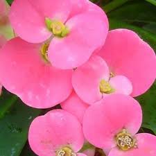 Image result for Monadenium filiforme
