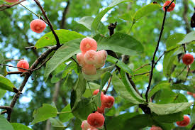 In fact, the baler is of and in the tree within two years. My Sweet Jumbos Tree Addgrainonearth