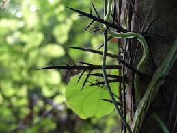 Fill a spray bottle or garden sprayer with a mixture of 80% water and 20% white vinegar. Thorns Vines Tree Plant Sharp Thorn Nature Wild Woods Outdoors Hiking Pikist