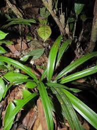 Image result for Hypolytrum heteromorphum