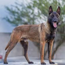 1 330 Me Gusta 8 Comentarios Perros Elite Perroselite En Instagram Narco Es Uno De Nuestros Sementales Pastor Belga Malinois Mas Malinois Animals Dogs
