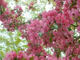 Check spelling or type a new query. Best Flowering Shade Trees Plantingtree