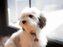 The havanese originated in cuba and was created to play with children in the 17th century. Havanese Puppy Havanese Puppies Havanese Dogs Havanese