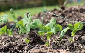 It is a wonderful time in the garden now that the sugar snap peas are producing their pods! Sowing Peas In Early June