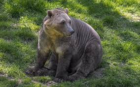 Bears' roquan smith named among the best linebackers in the nfl. Meet The Polar Bear Of Tomorrow Sierra Club