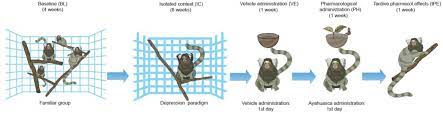 Acute Antidepressant Effect Of Ayahuasca In Juvenile Non Human Primate Model Of Depression Biorxiv