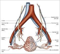 In human heart diagram the coronary arteries are the first to accept the blood that is reach is oxygen. Anatomical Diagram Of The Uterine Arteries 6 Download Scientific Diagram