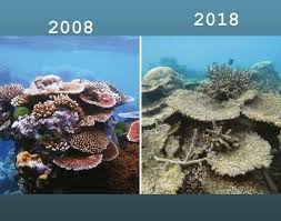 Environmentalists Are Putting A Climate Change Twist On The 10yearchallenge Coral Bleaching Coral Reef Climate Change