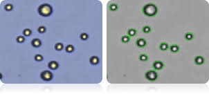 Maybe you would like to learn more about one of these? Cell Size Assay Nexcelom Bioscience