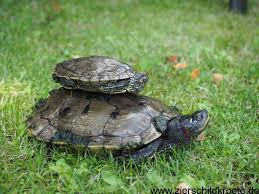In seiner anatomie ist er ein typischer penis der säugetiere. Geschlechtsbestimmung Bei Hockerschildkroten Graptemys Sp