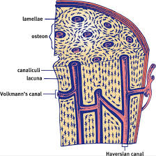 The Skeletal System The Musculoskeletal System Mcat Biology Review