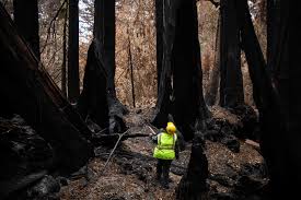 The oldest living redwood trees are between 2,000 and 2,200. They Re Among The World S Oldest Living Things The Climate Crisis Is Killing Them The New York Times