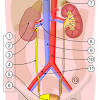 Once a diagnosis of cancer is made, the stage of the cancer (how far it has advanced) is determined. 1