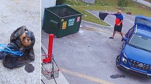 Florida man arrested after video shows him toss 16-year-old Shih Tzu in the  dumpster