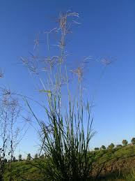 Image result for Digitaria seriata