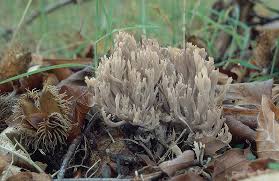 Image result for Clavulina cinerea