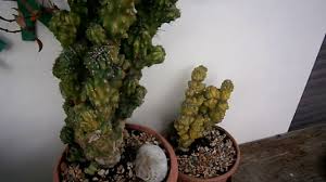 Learn how to care for your cereus peruvianus houseplant. How To Propagate Cacti Cereus Peruvianus Monstrosus Youtube