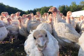Where Martha Stewart Sources Her Pasture-Raised Turkey for Thanksgiving
