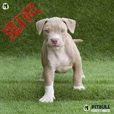 Four pitbull puppies for sale!! Pitbull Puppies For Sale American Pitbull Terrier Breeding Centre Pitbull Forest House
