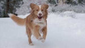 The mom is american bulldog and dad is french bulldog. Nova Scotia Duck Tolling Retriever Facts About The Toller Petmoo