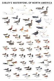 Birds Of North America Poster Framed Sibley S Waterfowl Of North America Poster Bird Identification Charts Waterfowl Hunting Bird Hunting Sibley Guide To Birds
