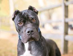 Get a boxer, husky, german european doberman puppies all pups have been sold all puppies are black and tan in colour and come with tail docked, dew claws removed. 14 Dog Breeds Blacklisted By Insurance Companies Psychology Today