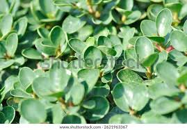 Image result for Fuirena microcarpa