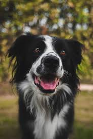 Border Collie Black And Brown Dogs Border Collie Pictures Download Free Images On Unsplash In 2020 Border Collie Free Dog Images Border Collie Puppies