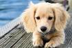 Golden Dox: The Golden Retriever Dachshund Mix - Totally ...