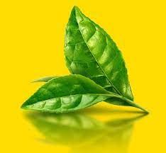 Flower Plants Photography Michael Wepplo Digital Dimensions Plant Photography Tea Leaves Leaf Photography