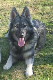 *click here* to see what black paws farm has produced in dogs and happy buyers. Long Hair Silver German Shepherd Novocom Top