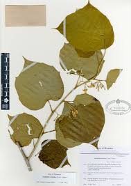 Image result for Alangium chinense