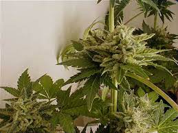 Check spelling or type a new query. Growing Marijuana With Fluorescent Light Bulbs Growing Cannabis Under Tl Light