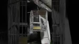 Cria de canarios criollos ( sicalis. Descargar Musica Rosita Trinando Como Canario Mp3 Gratis Mp3celu Com