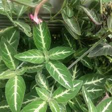 Image result for Ruellia makoyana